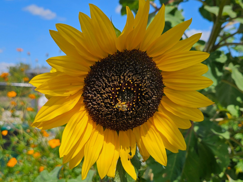 Sunflower Rescue