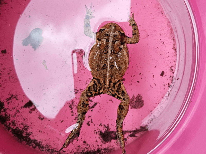 Toad pool