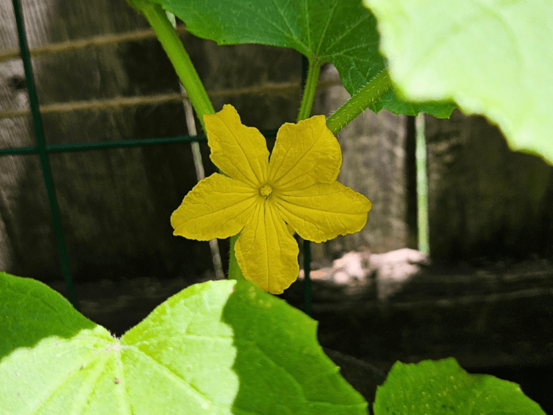 The cucumbers have flowers&nbsp;🥒🌼