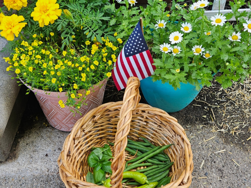 A little garden harvest&nbsp;🌶🫛