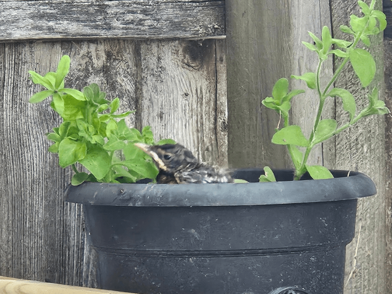 An unexpected visitor&nbsp;🐣