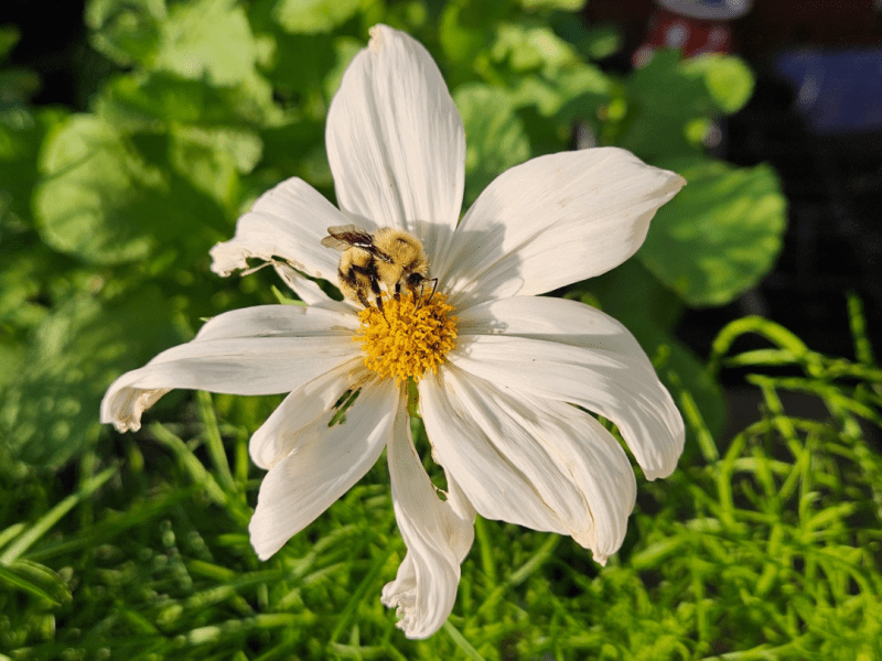 Flight of the bumblebee&nbsp;🐝