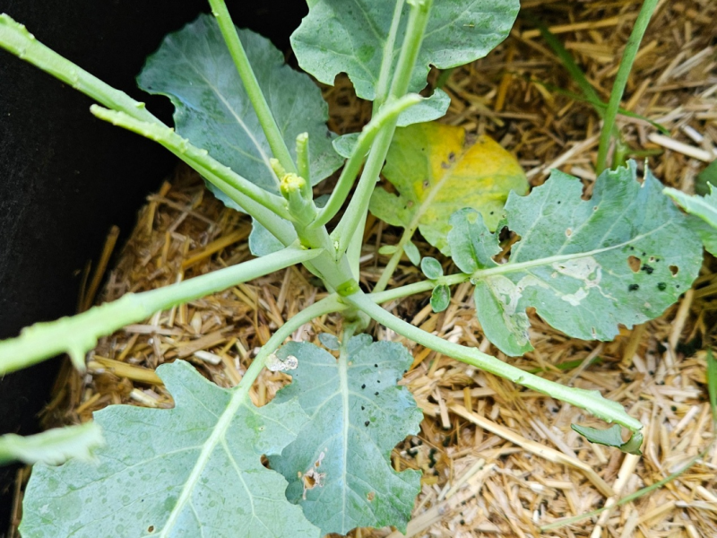 Attack of the ravenous cabbage caterpillars&nbsp;🐛