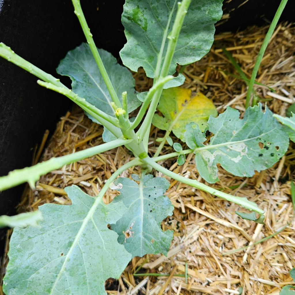 Attack of the ravenous cabbage caterpillars&nbsp;🐛