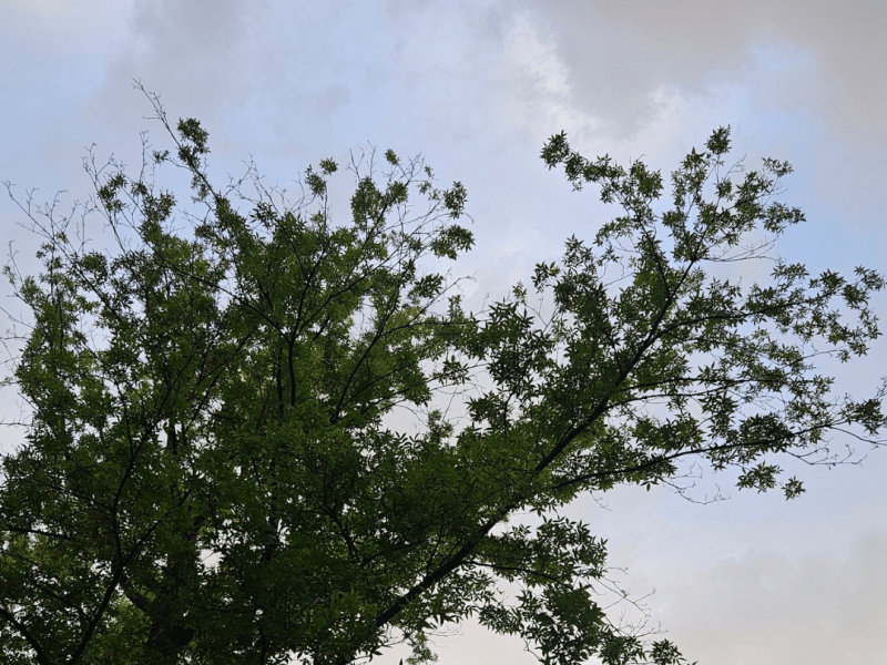 Somewhat clear skies