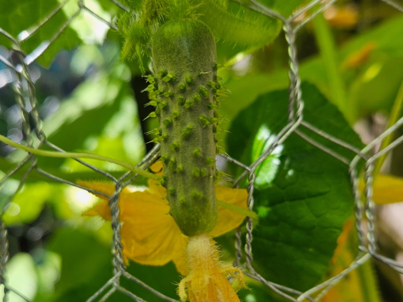 Baby cucumbers 🥒