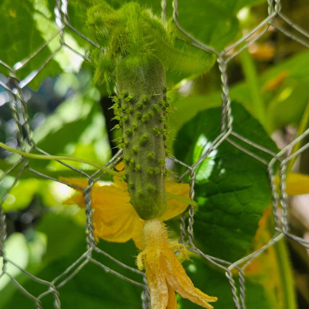 Baby cucumbers 🥒