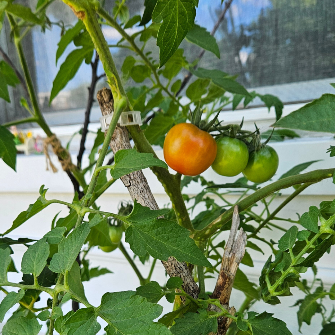 Sunflowers and tomatoes π»π
