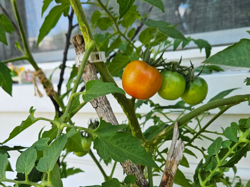Sunflowers and tomatoes&nbsp;🌻🍅