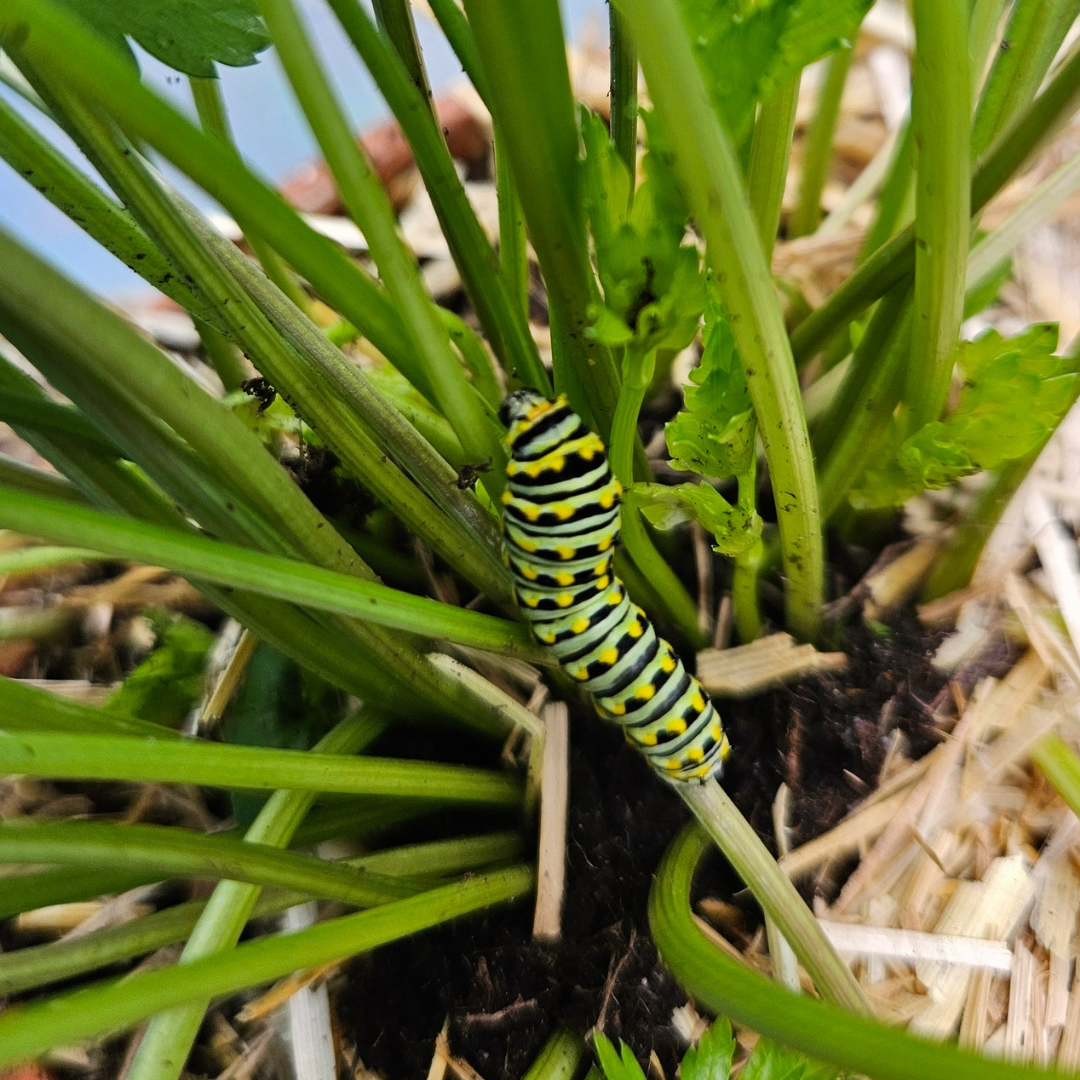 Raising a swallowtail caterpillar π