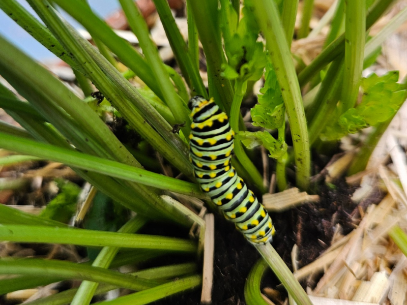 Raising a swallowtail caterpillar&nbsp;🐛
