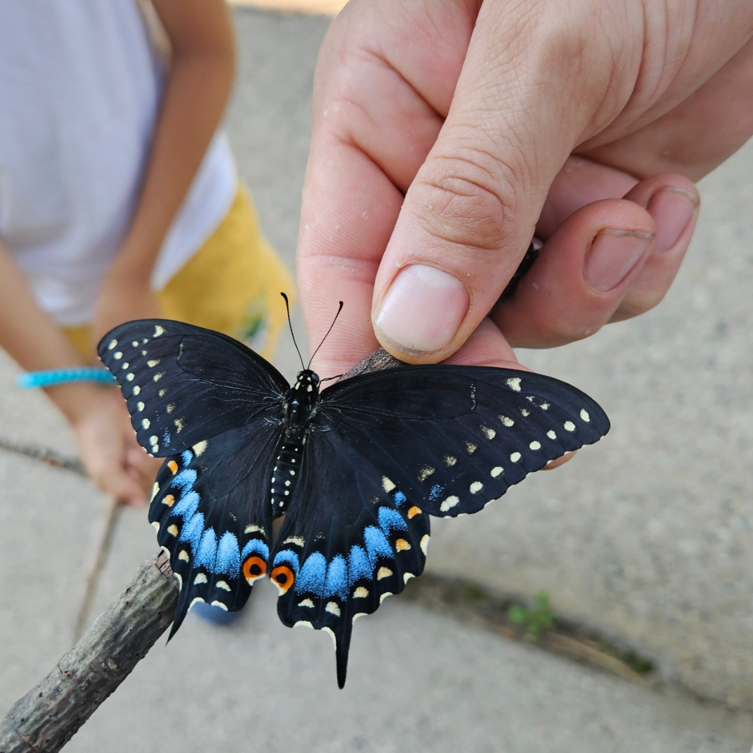 A butterfly morning 🦋